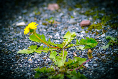 Close-up of yellow flowers