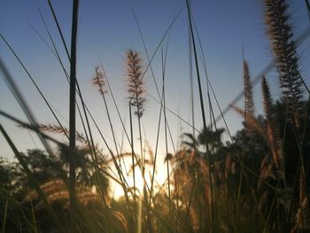 Close-up of stalks in field against sky