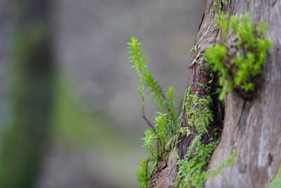 Close-up of moss growing on tree trunk