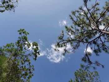 Low angle view of tree against blue sky