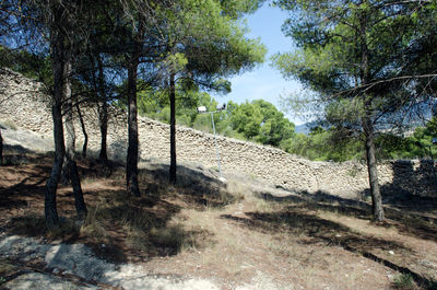 Trees on beach against sky