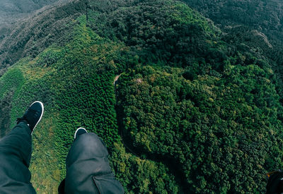 High angle view of forest