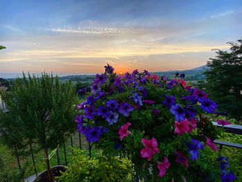 Purple flowering plants against sky during sunset