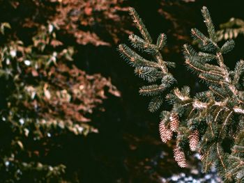 Close-up of pine tree during winter