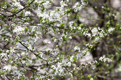 Low angle view of cherry blossom on tree