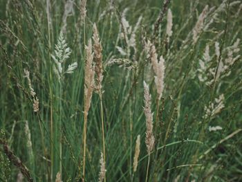 Close-up of plants on field