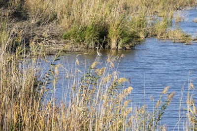 Scenic view of lake