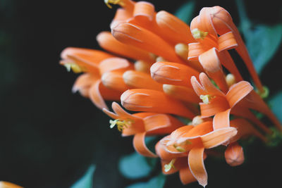 Close-up of orange rose flower