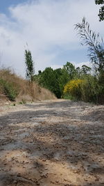 Road amidst trees against sky