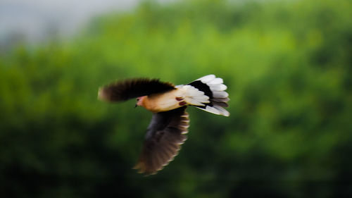 View of a bird flying