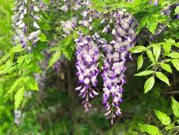 Close-up of purple flowering plants