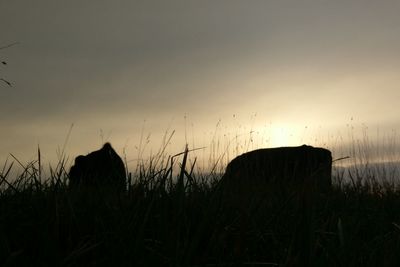 Silhouette plants on field against sky during sunset