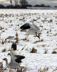 Seagulls flying over snow