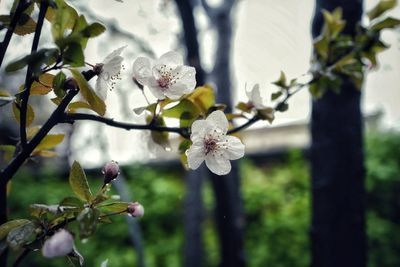 Close-up of white flowers blooming on branch