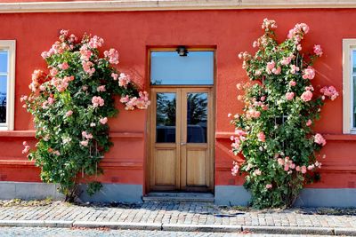 Flowering roses by building against house