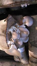 High angle view of mushrooms