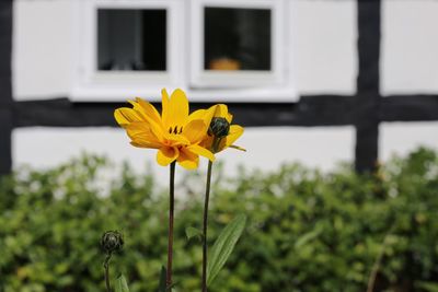 Close-up of yellow flowers blooming against house in back yard