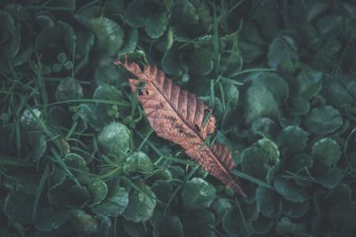 Close-up of dry leaves on plant