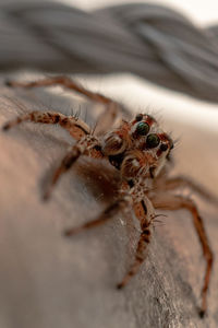 Close-up of spider