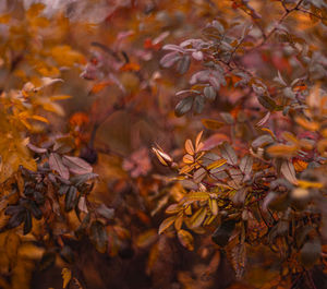 Close-up of autumnal leaves on tree