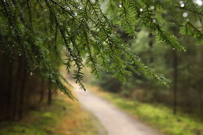 Pinetree waterdrops forest path