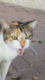 High angle portrait of a cat