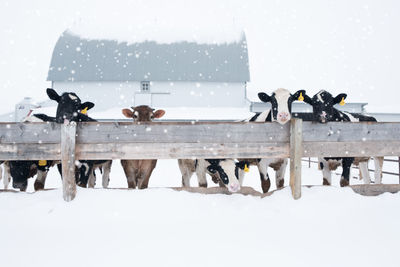 Cattle by railing on snow against house