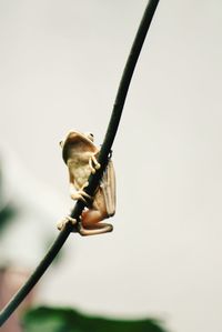 Close-up of flying frog on cable against sky