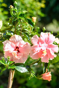 Close-up of pink flowering plant