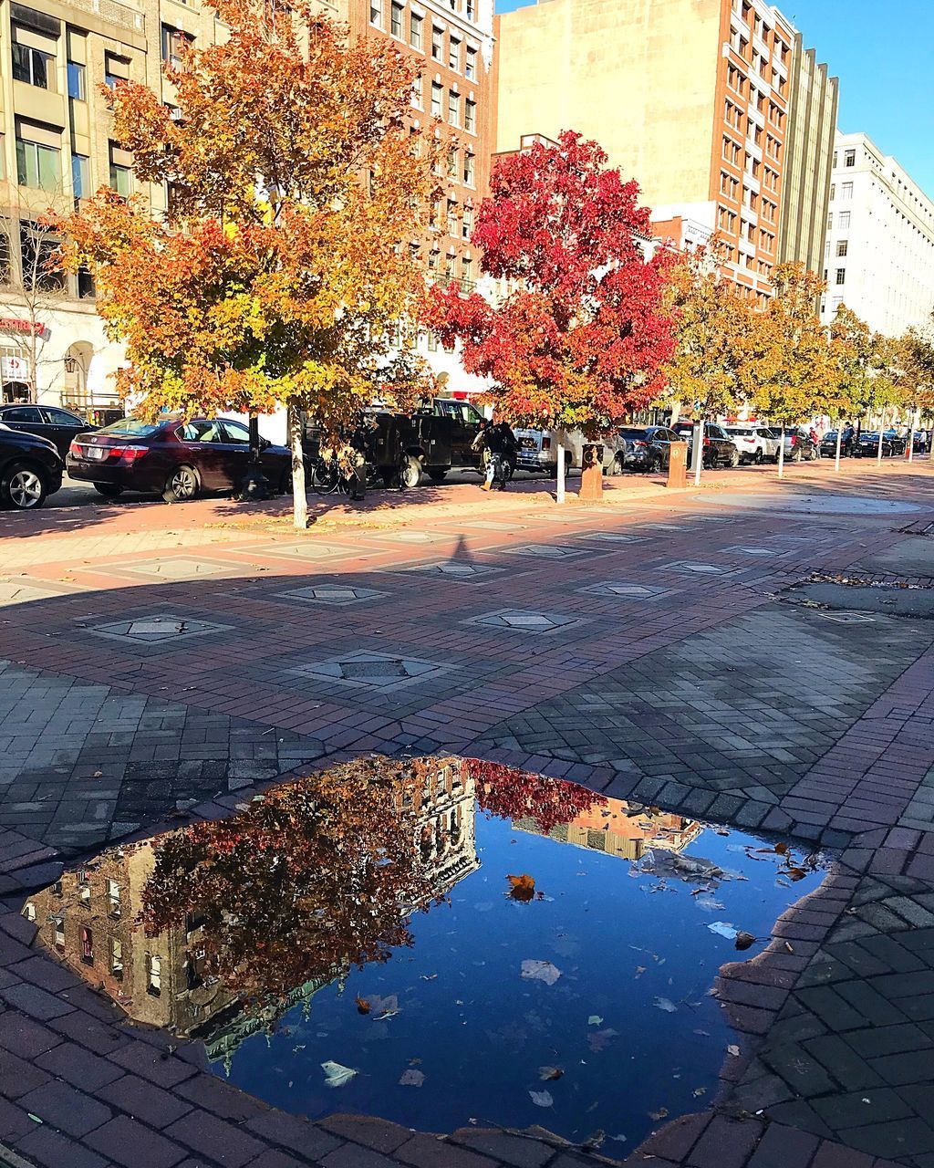 AUTUMN TREE IN CITY