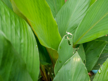 Close-up of insect on leaves