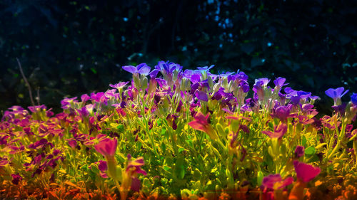 Close-up of purple flowering plants on field