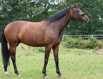 Portrait photograph of a horse while grazing in the pasture