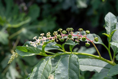 Close-up of berries on plant