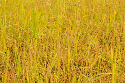 Full frame shot of crops on field