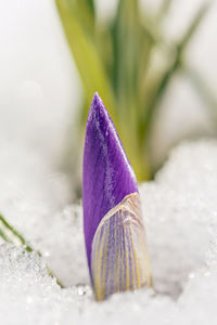 Close-up of purple crocus water on plant