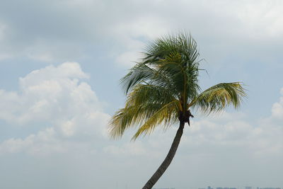 palm tree
