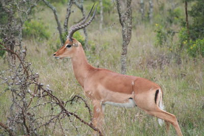 Deer in forest