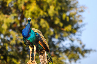 Low angle view of peacock perching on tree