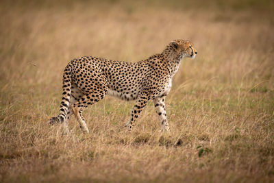 Cheetah walking on field