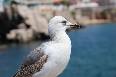 Close-up of bird perching by sea