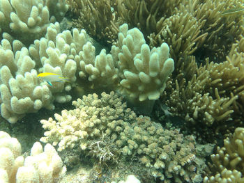 Close-up of coral in sea