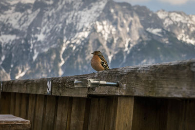 Bird perching on a fence
