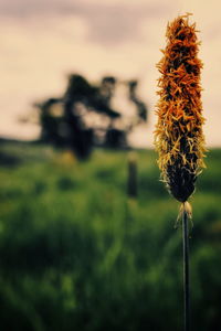 Close-up of wilted flower on field