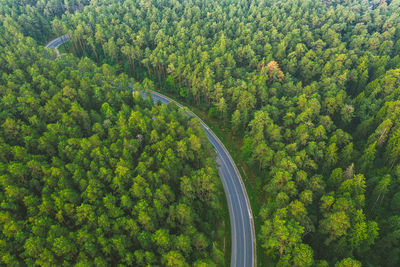 High angle view of road amidst trees in forest