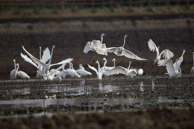 Flock of birds in lake