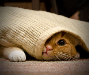 Close-up of cat lying on floor