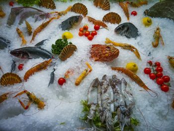 High angle view of fish on snow