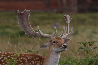 Close-up of deer standing on field