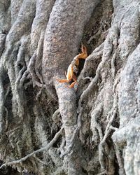 View of lizard on rock